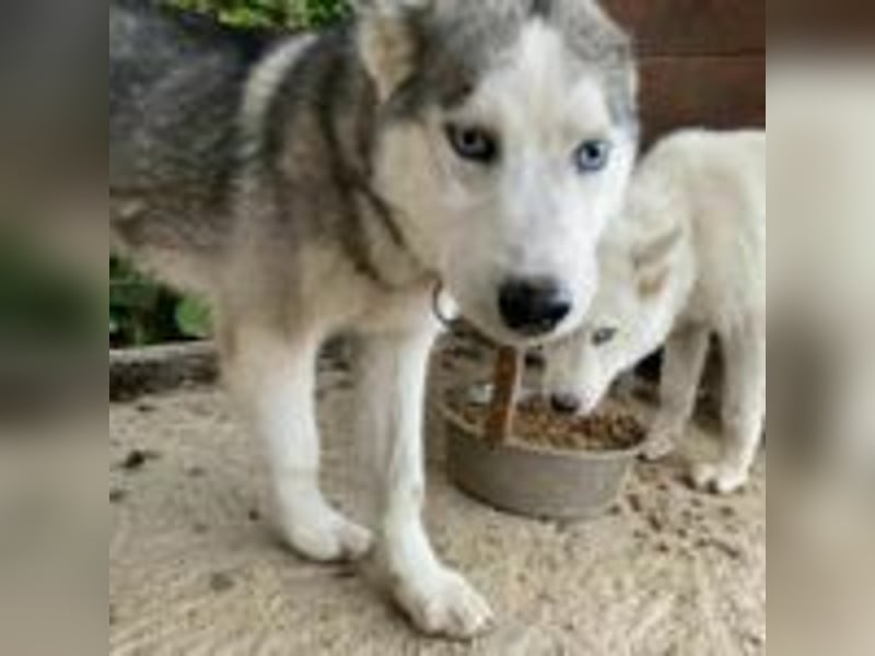 Lobo - traumhafter Charakter