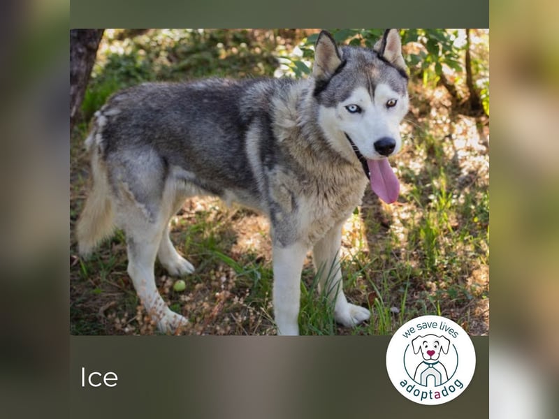 Ice: auf der Suche nach Wärme