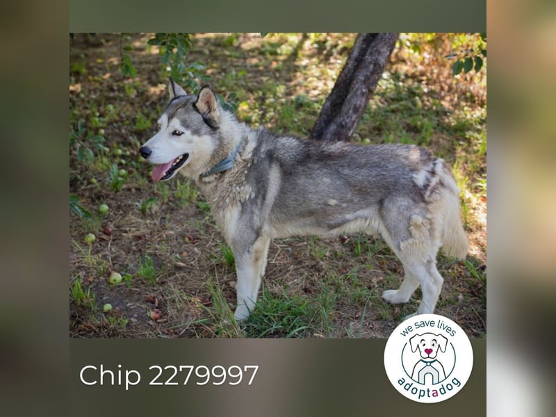 Chip 2279997: Sucht ein Zuhause