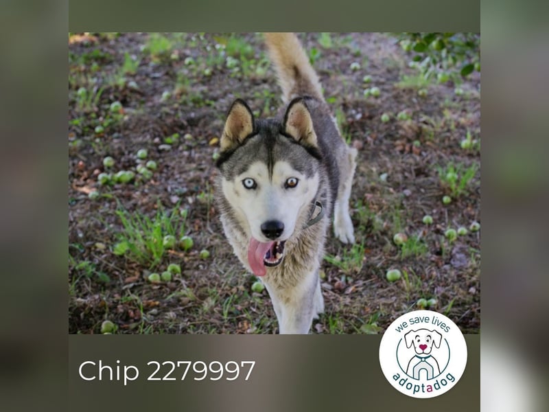 Chip 2279997: Sucht ein Zuhause