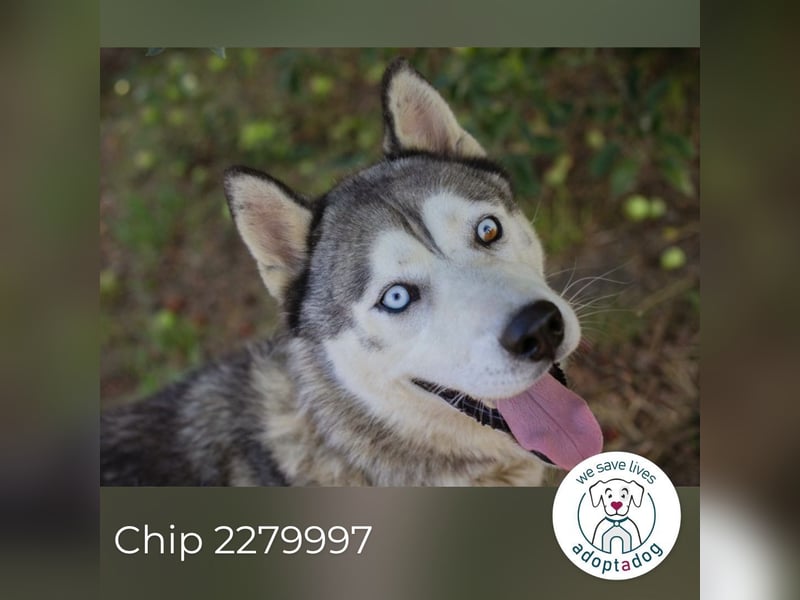 Chip 2279997: Sucht ein Zuhause