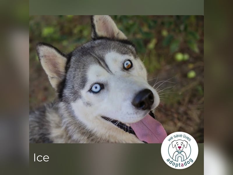 Ice: auf der Suche nach Wärme