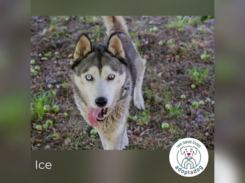 Ice: auf der Suche nach Wärme