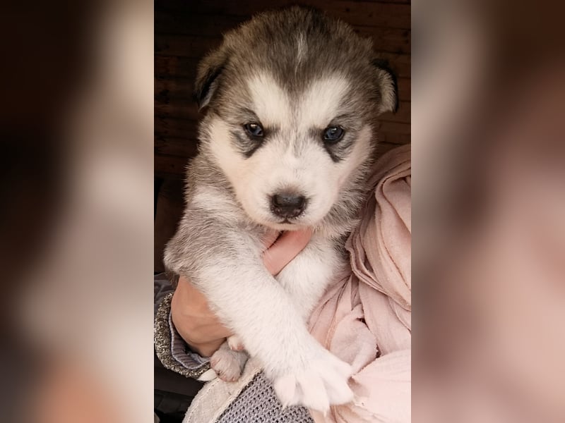 Welpe Husky