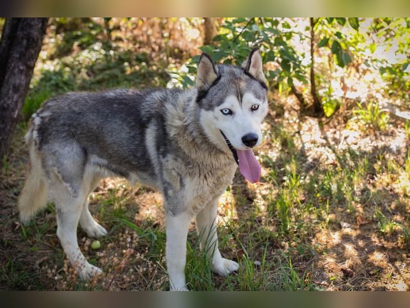 Chip-Nr. 2279997 - der freundliche junge Mann mag Menschen + Hunde und sucht ein tolles Zuhause