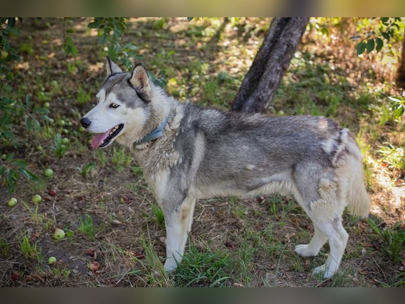 Chip-Nr. 2279997 - der freundliche junge Mann mag Menschen + Hunde und sucht ein tolles Zuhause