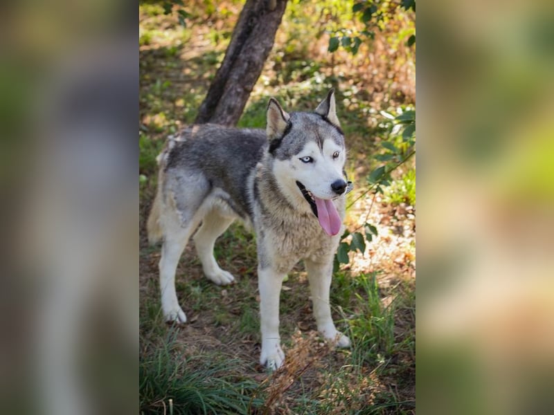 Chip-Nr. 2279997 - der freundliche junge Mann mag Menschen + Hunde und sucht ein tolles Zuhause
