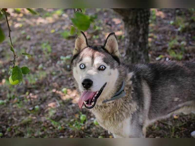 Chip-Nr. 2279997 - der freundliche junge Mann mag Menschen + Hunde und sucht ein tolles Zuhause