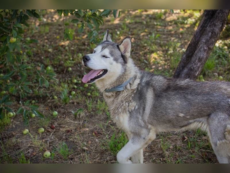 Chip-Nr. 2279997 - der freundliche junge Mann mag Menschen + Hunde und sucht ein tolles Zuhause