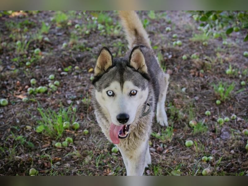 Chip-Nr. 2279997 - der freundliche junge Mann mag Menschen + Hunde und sucht ein tolles Zuhause