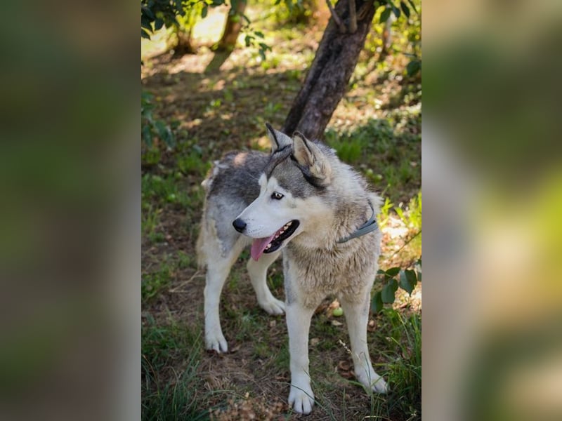 Chip-Nr. 2279997 - der freundliche junge Mann mag Menschen + Hunde und sucht ein tolles Zuhause