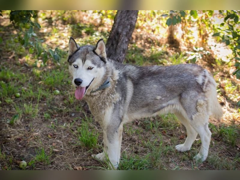 Chip-Nr. 2279997 - der freundliche junge Mann mag Menschen + Hunde und sucht ein tolles Zuhause