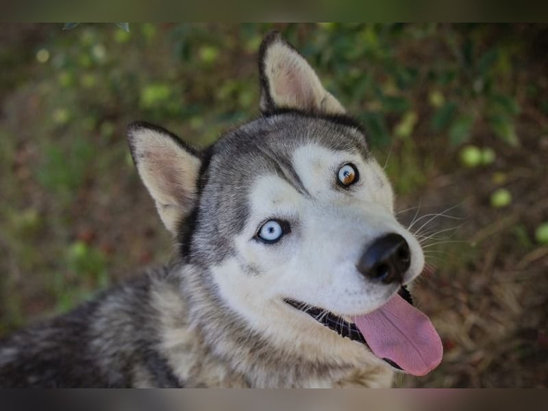 Chip-Nr. 2279997 - der freundliche junge Mann mag Menschen + Hunde und sucht ein tolles Zuhause