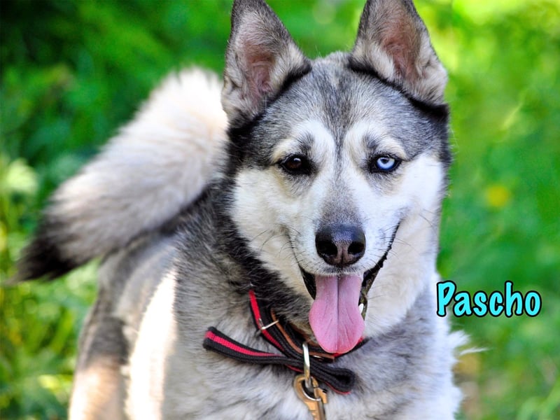 Pascho 03/2022 - energiegeladener und lernwilliger Husky (Mix) sucht sportliche Rasseliebhaber!