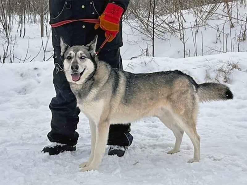Pascho 03/2022 - energiegeladener und lernwilliger Husky (Mix) sucht sportliche Rasseliebhaber!