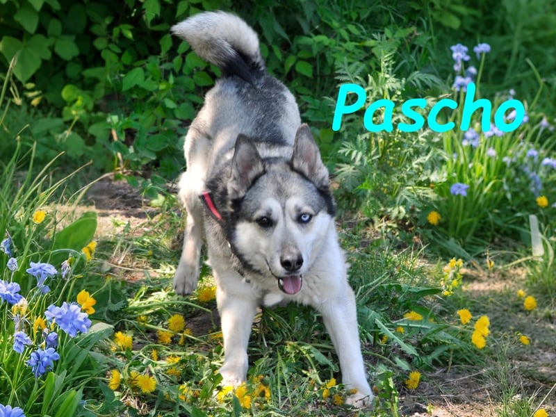 Pascho 03/2022 - energiegeladener und lernwilliger Husky (Mix) sucht sportliche Rasseliebhaber!