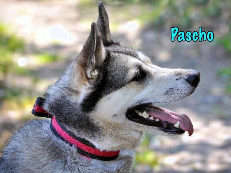 Pascho 03/2022 - energiegeladener und lernwilliger Husky (Mix) sucht sportliche Rasseliebhaber!