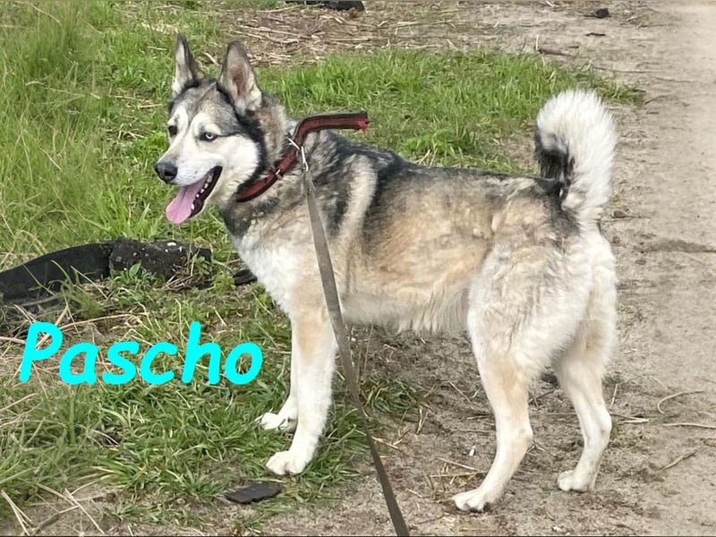 Pascho 03/2022 - energiegeladener und lernwilliger Husky (Mix) sucht sportliche Rasseliebhaber!