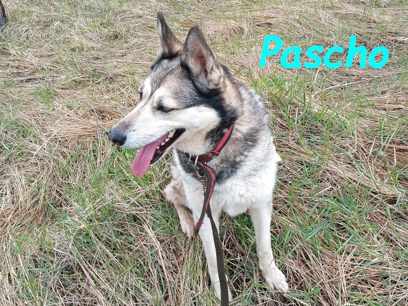 Pascho 03/2022 - energiegeladener und lernwilliger Husky (Mix) sucht sportliche Rasseliebhaber!