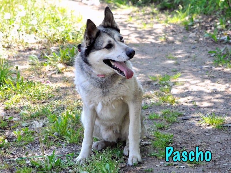 Pascho 03/2022 - energiegeladener und lernwilliger Husky (Mix) sucht sportliche Rasseliebhaber!