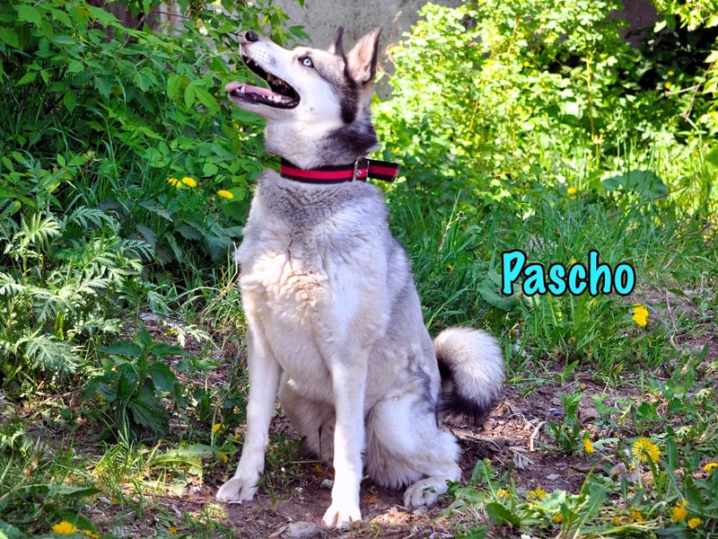 Pascho 03/2022 - energiegeladener und lernwilliger Husky (Mix) sucht sportliche Rasseliebhaber!