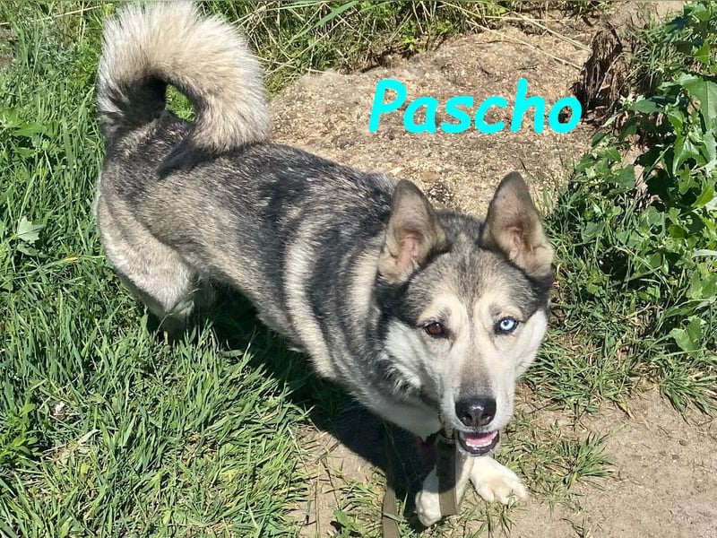 Pascho 03/2022 - energiegeladener und lernwilliger Husky (Mix) sucht sportliche Rasseliebhaber!