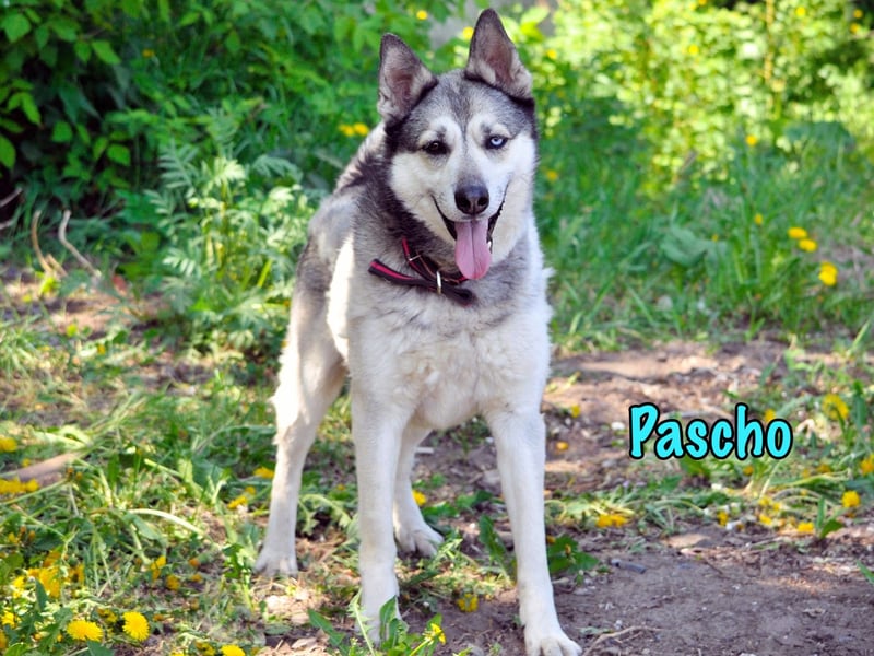 Pascho 03/2022 - energiegeladener und lernwilliger Husky (Mix) sucht sportliche Rasseliebhaber!