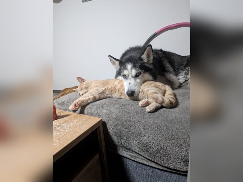 Siberian Husky Notfall dringend kinderlieb katzenverträglich lieb