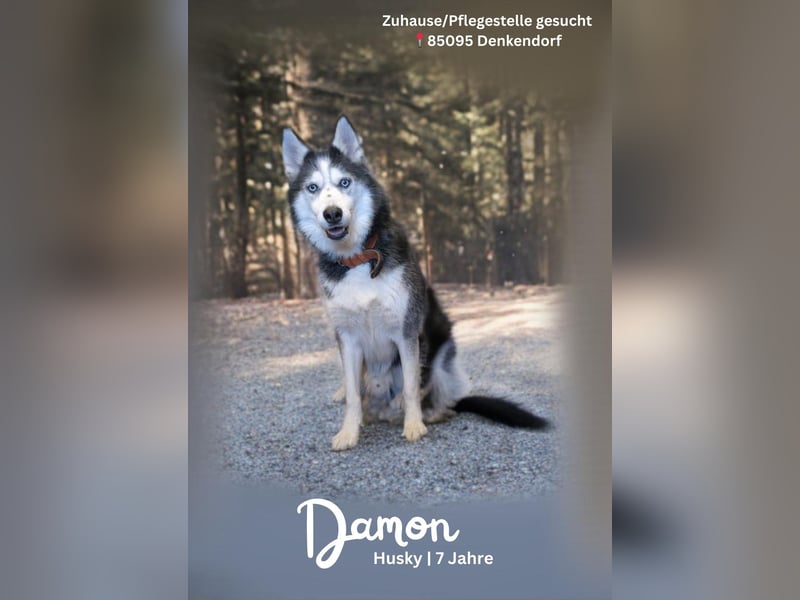 Siberian Husky Notfall dringend kinderlieb katzenverträglich lieb