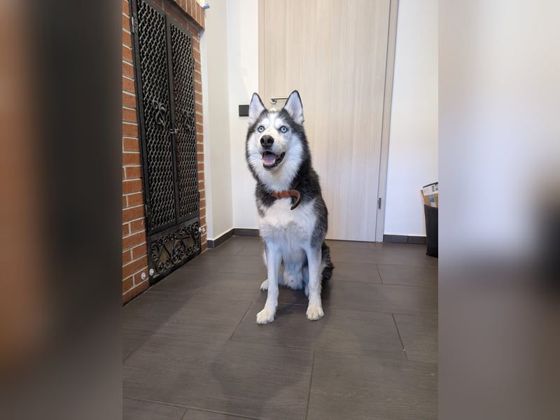 Siberian Husky Notfall dringend kinderlieb katzenverträglich lieb