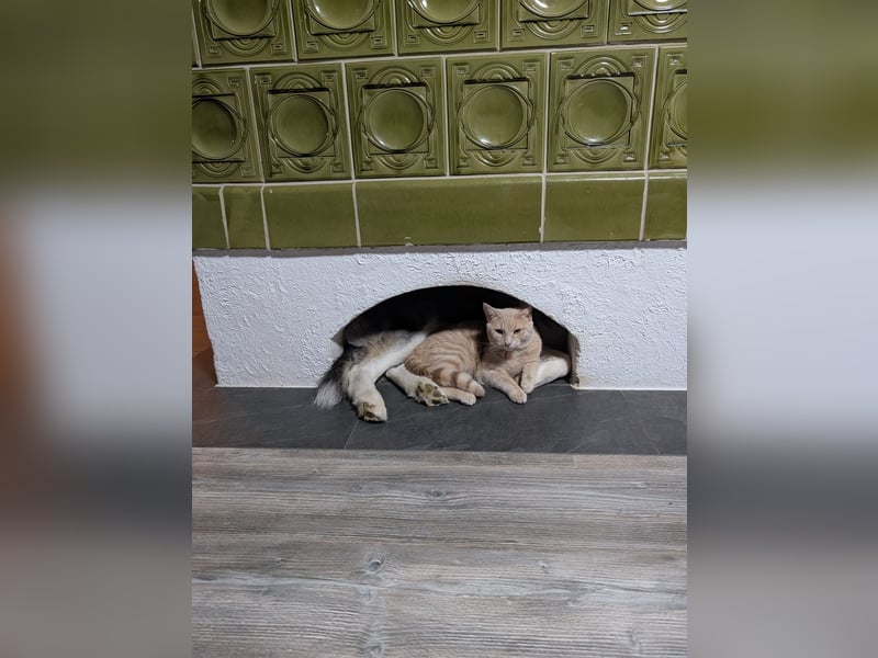 Siberian Husky Notfall dringend kinderlieb katzenverträglich lieb