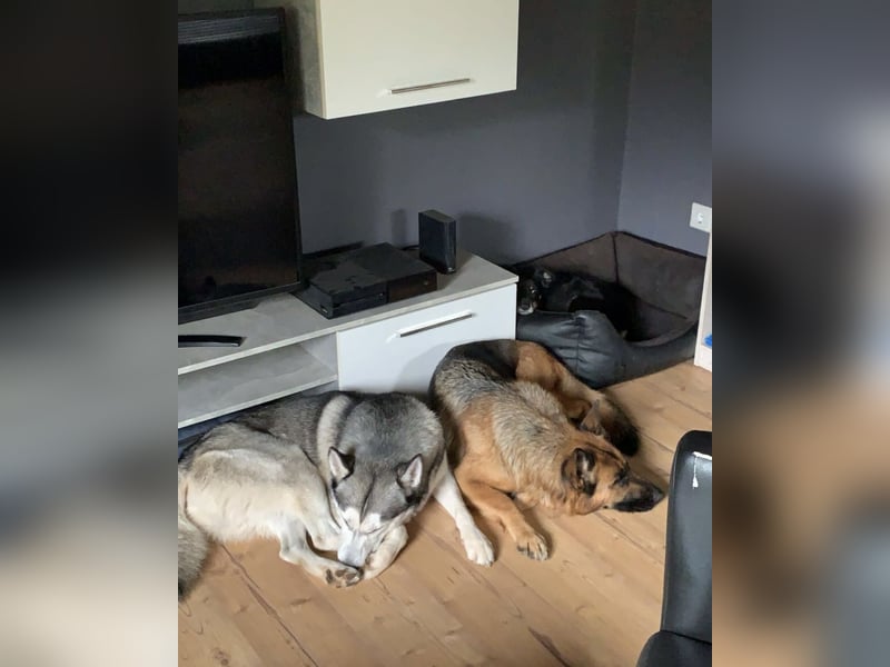 Bildhübscher Siberian Husky