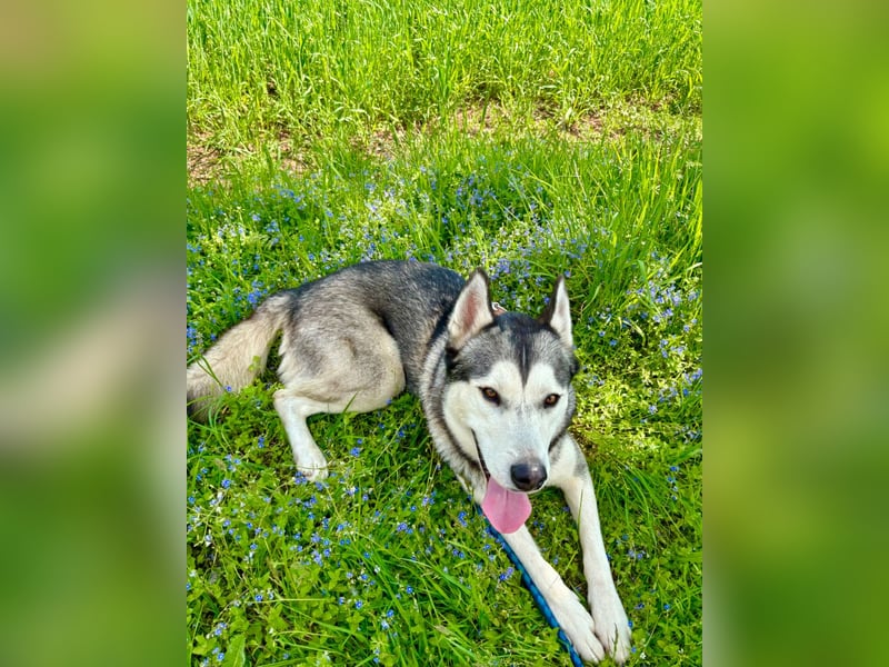 Bildhübscher Siberian Husky