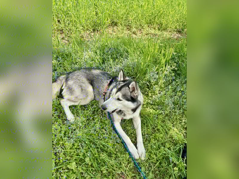 Bildhübscher Siberian Husky