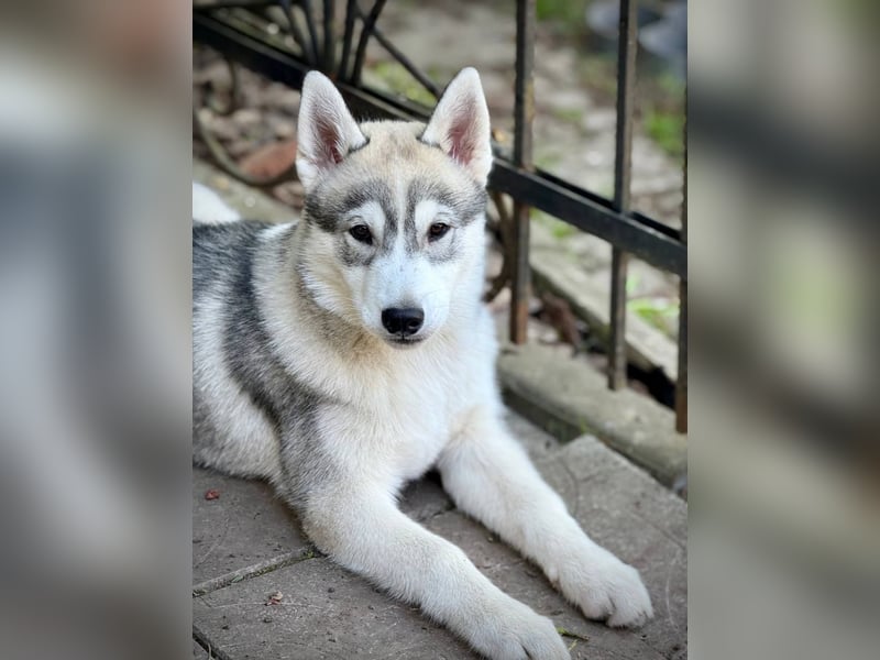 Not just a siberian husky boy - a soulmate on four paws