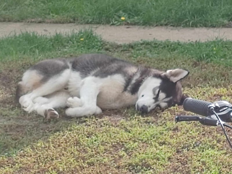 Mex, 2 Jahre jung, 55 cm, möchte viel erleben