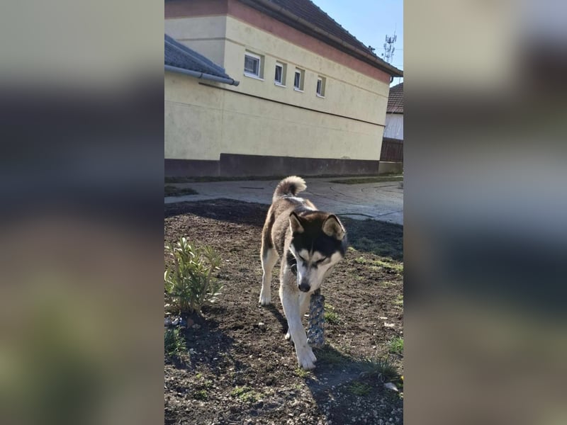 Mex, 2 Jahre jung, 55 cm, möchte viel erleben