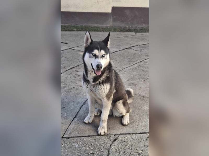 Mex, 2 Jahre jung, 55 cm, möchte viel erleben