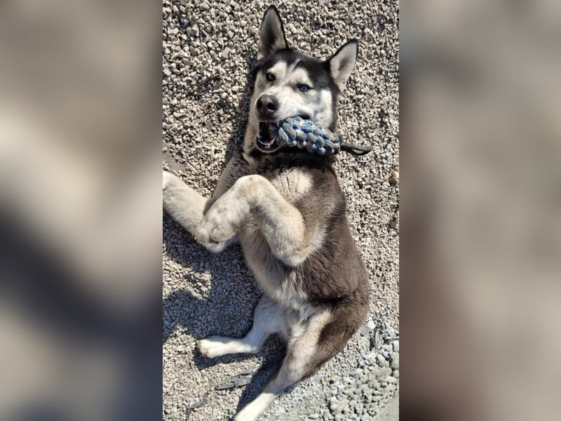 Mex, 2 Jahre jung, 55 cm, möchte viel erleben