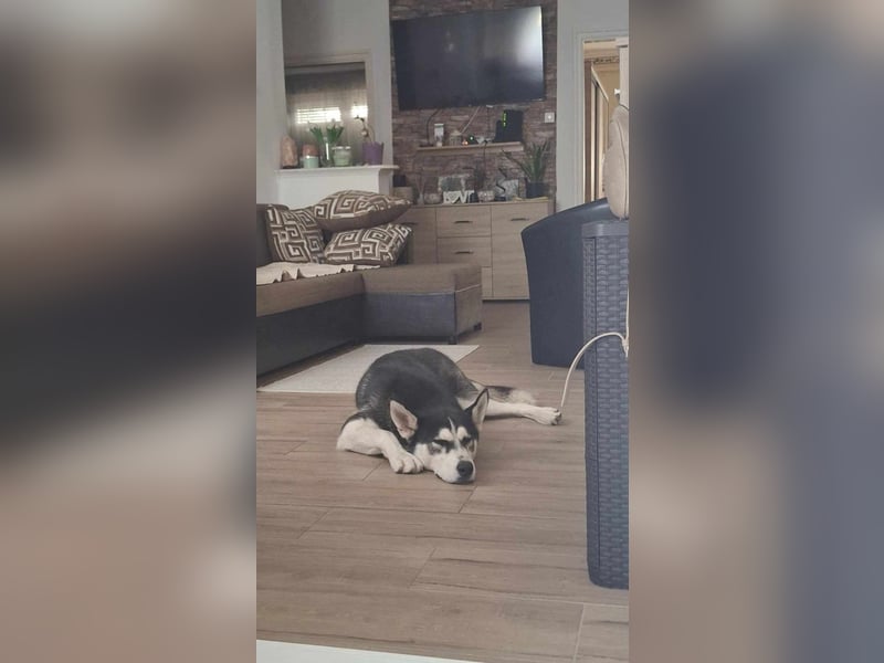 Mex, 2 Jahre jung, 55 cm, möchte viel erleben