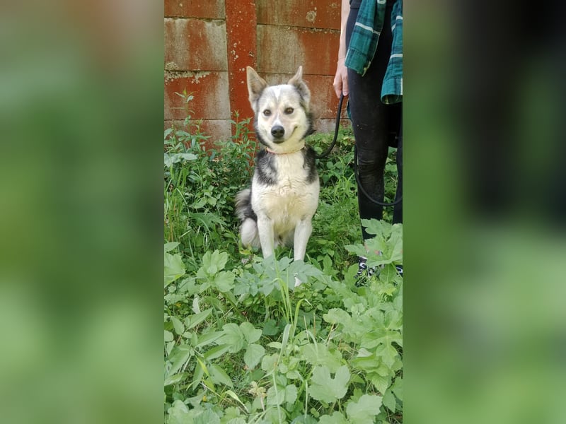 Bertie - der freundliche Huskymischling sucht Menschen die seine Bedürfnisse kennen