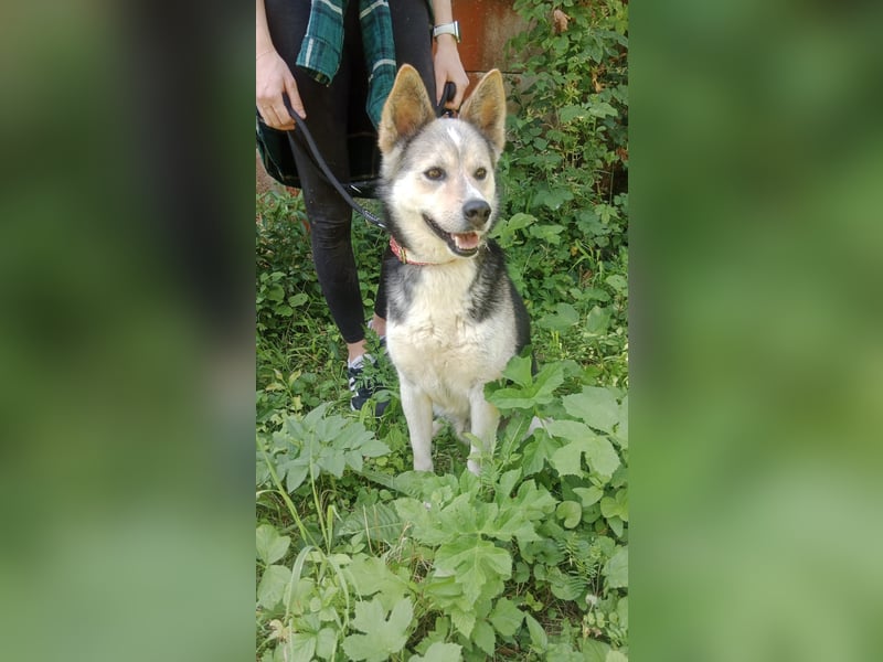 Bertie - der freundliche Huskymischling sucht Menschen die seine Bedürfnisse kennen