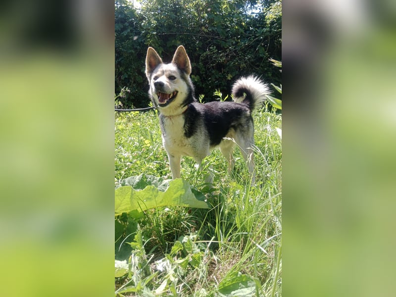 Bertie - der freundliche Huskymischling sucht Menschen die seine Bedürfnisse kennen