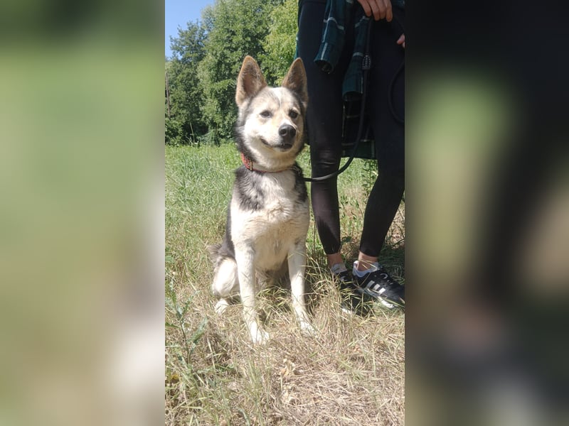 Bertie - der freundliche Huskymischling sucht Menschen die seine Bedürfnisse kennen