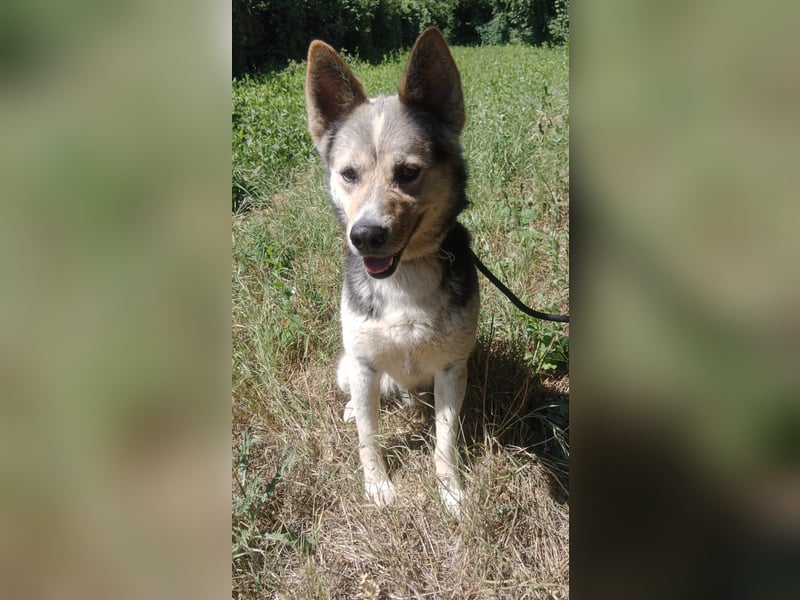 Bertie - der freundliche Huskymischling sucht Menschen die seine Bedürfnisse kennen