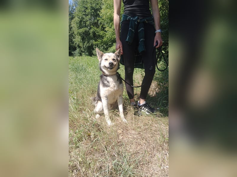 Bertie - der freundliche Huskymischling sucht Menschen die seine Bedürfnisse kennen