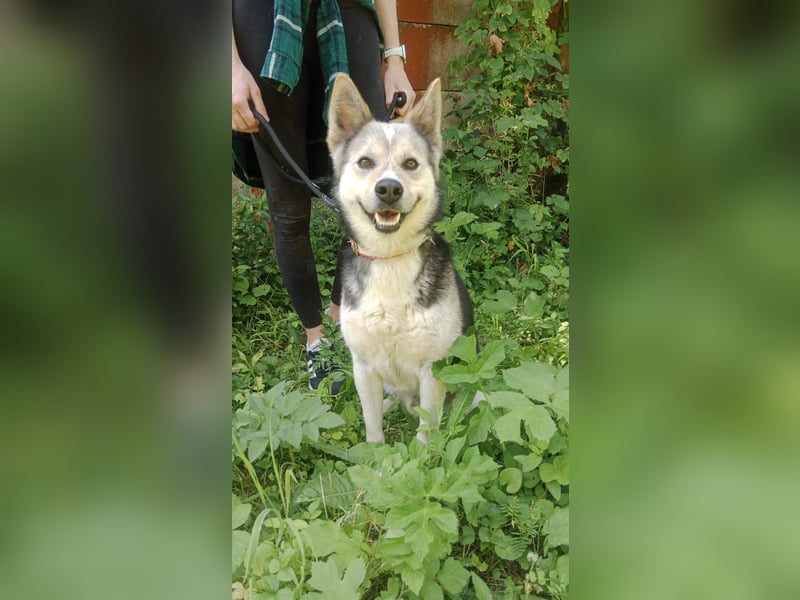 Bertie - der freundliche Huskymischling sucht Menschen die seine Bedürfnisse kennen