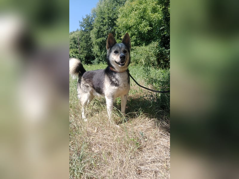 Bertie - der freundliche Huskymischling sucht Menschen die seine Bedürfnisse kennen
