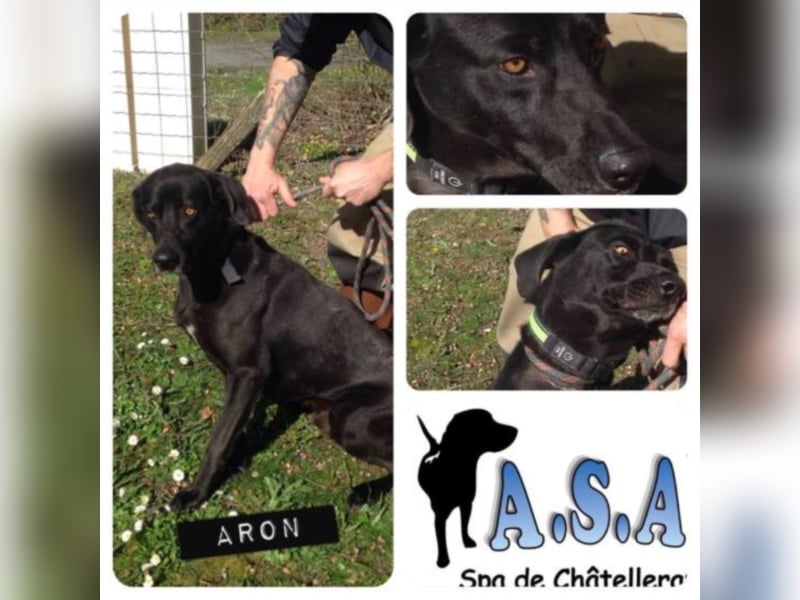 ARON – Husky-Braquemix aus Chatellerault