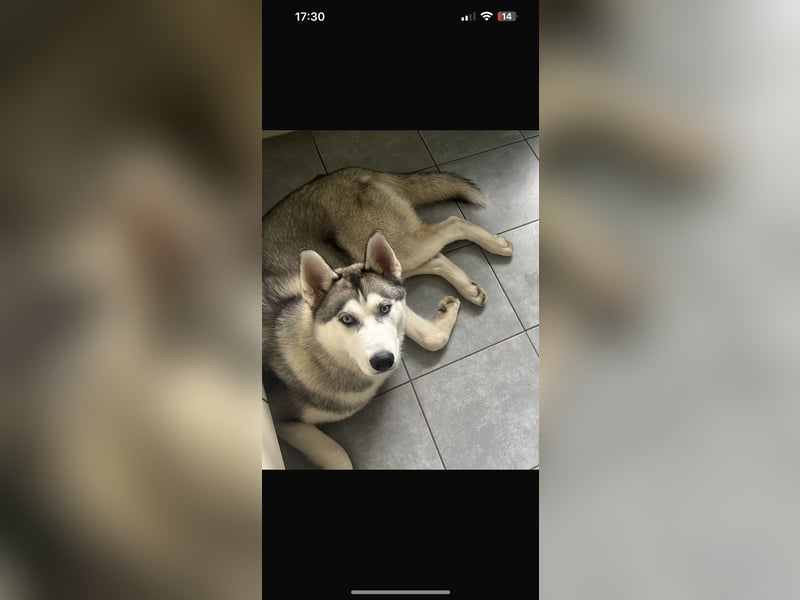 Husky sucht neue liebevolle Familie